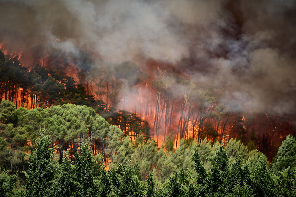 incendios-forestales-seguro