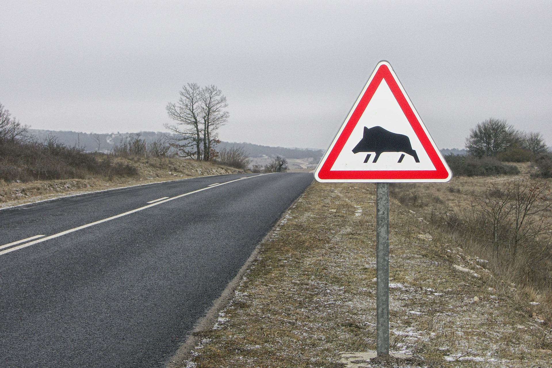 Informe animales en la carretera