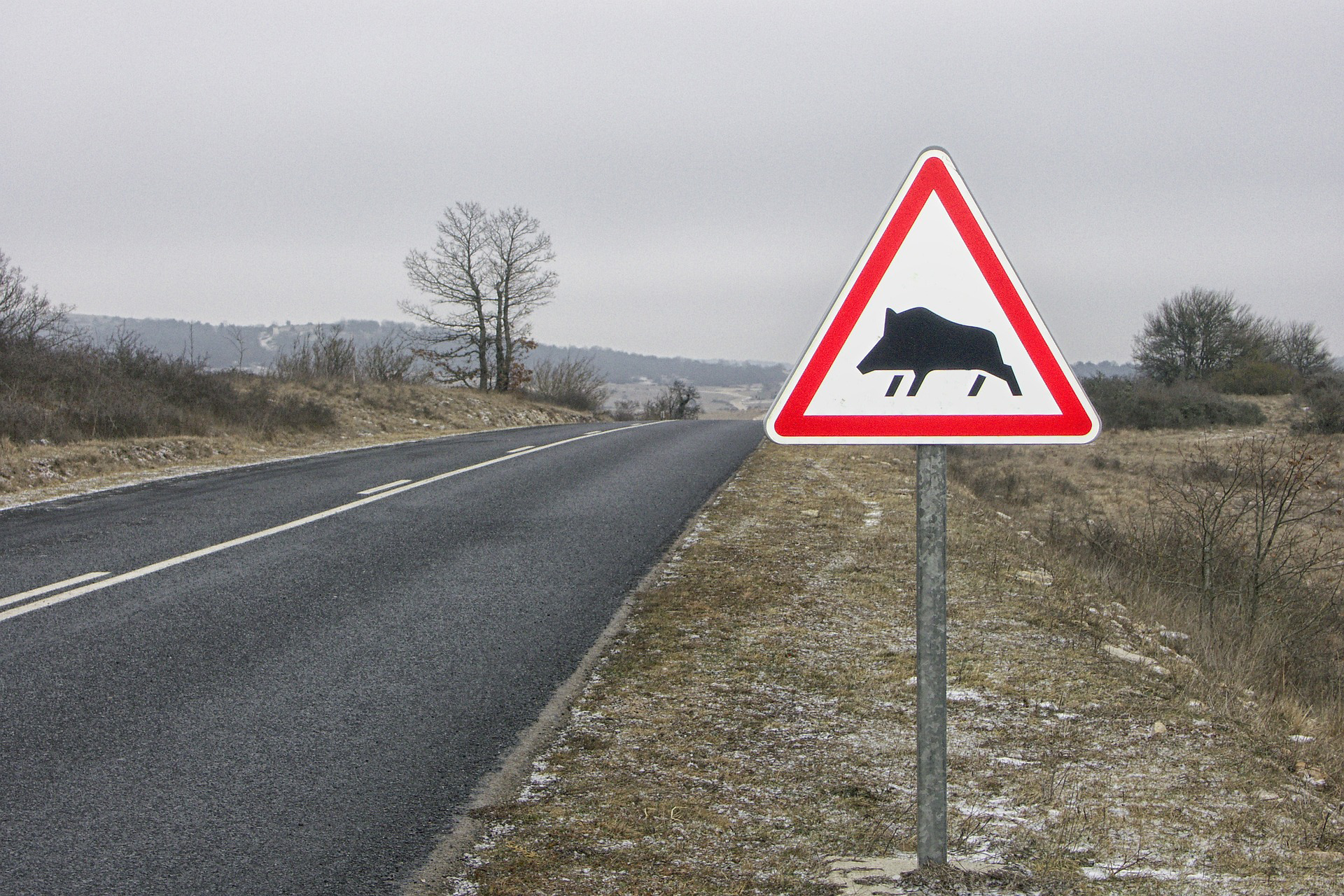 Soria (9,4%) es la provincia con una mayor proporción de siniestros contra animales, seguida de Teruel (4,4%) y Huesca (4%). 